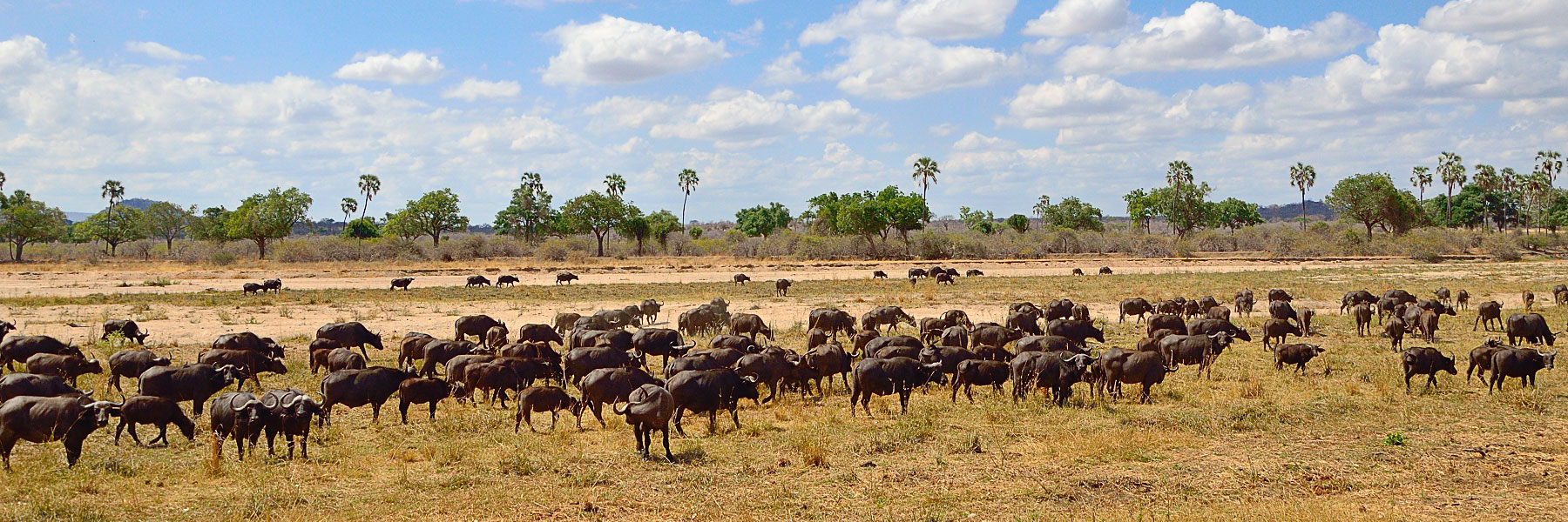 Buffles-Ruaha-Tanzanie